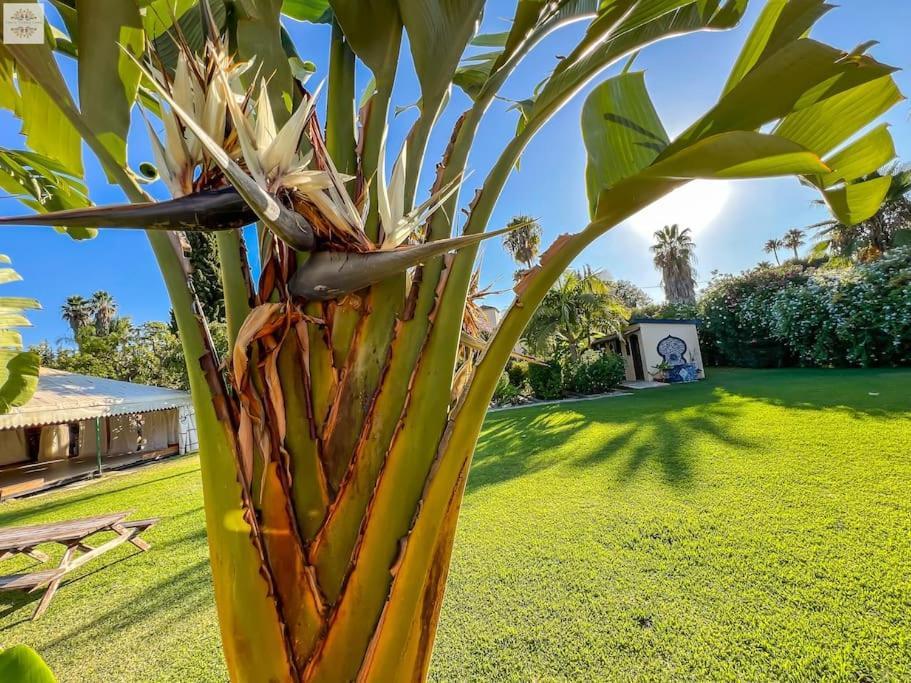 Finca Tierra Sana Эстепона Экстерьер фото