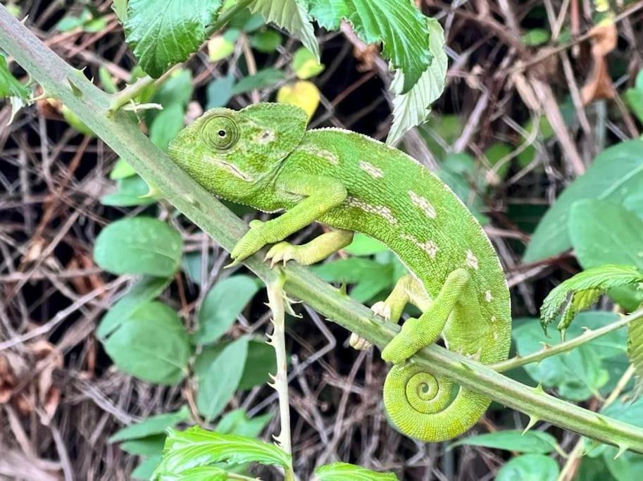 Finca Tierra Sana Эстепона Экстерьер фото
