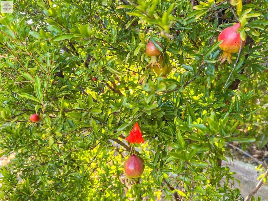 Finca Tierra Sana Эстепона Экстерьер фото